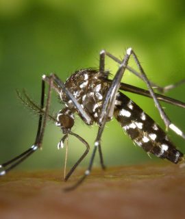Combate à dengue no condomínio